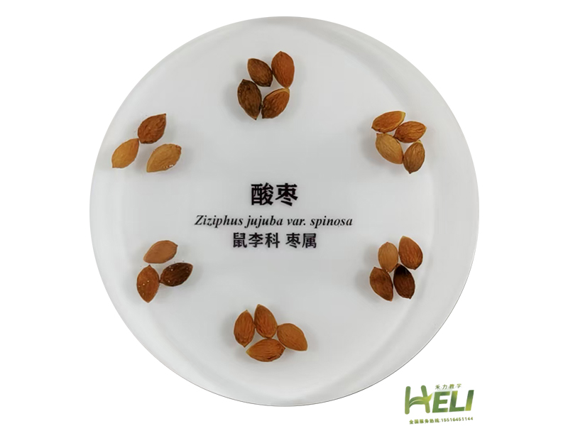 包埋標本     酸棗