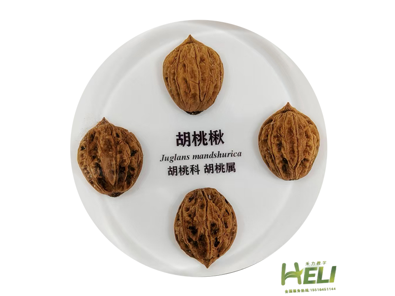 包埋標本    胡桃楸