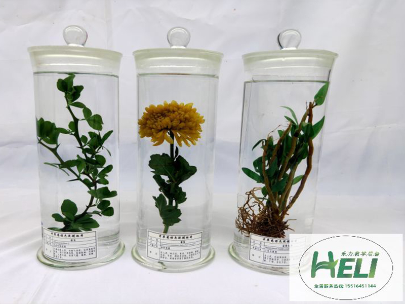 中草藥浸制標本 枳實 菊花 金釵石斛